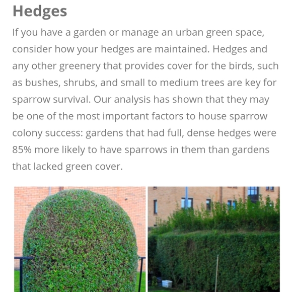 Save the Sparrows! - Picture 2 of 11